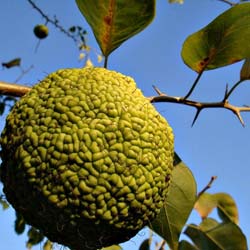 Maclura pomifera